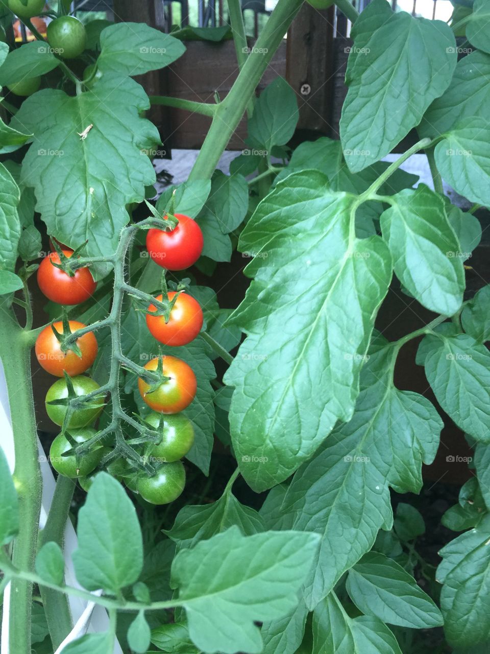 View of tomato plant