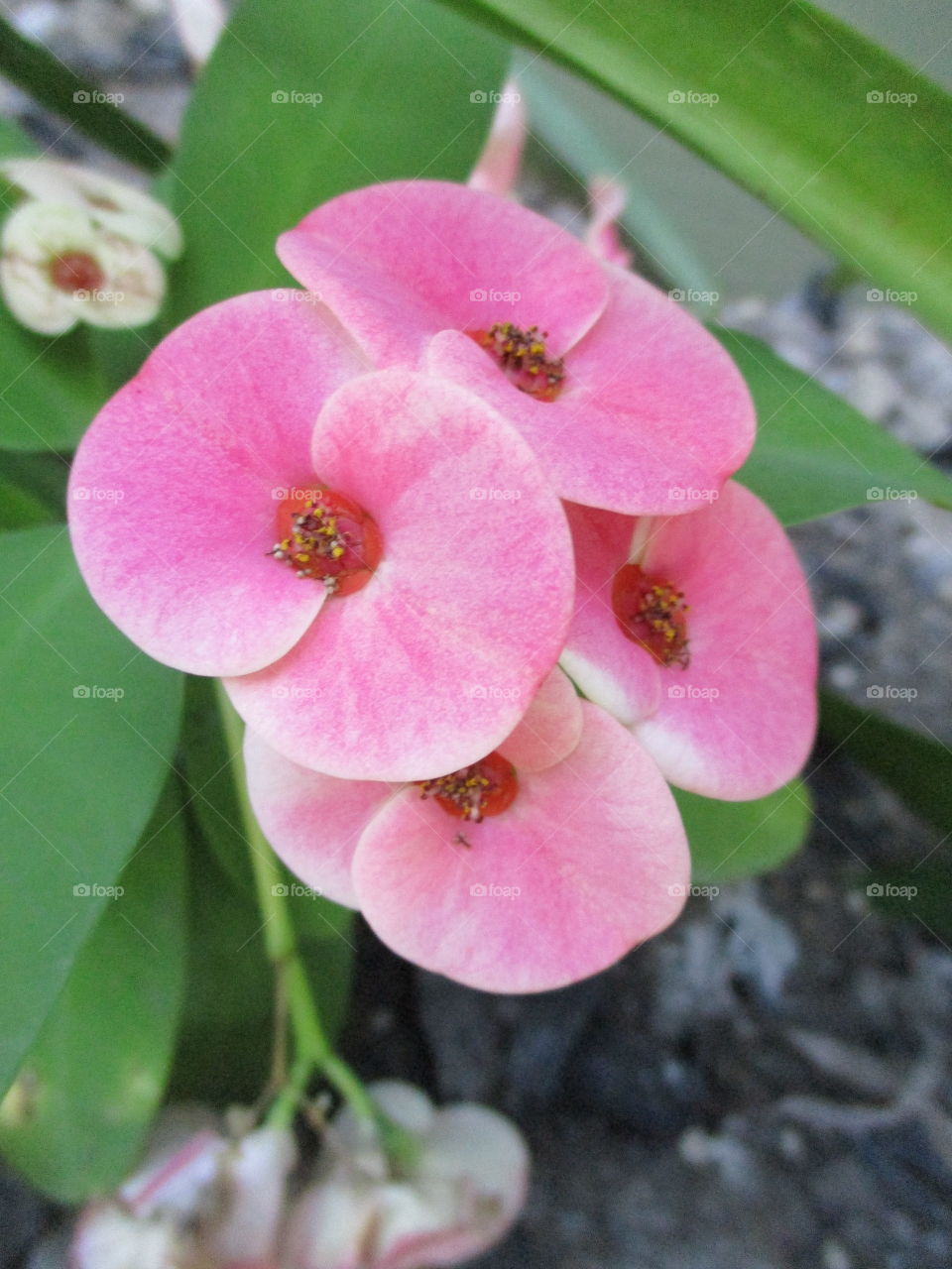 pink flower