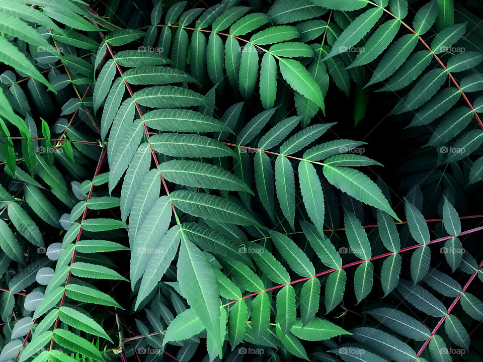 Green leaves texture 