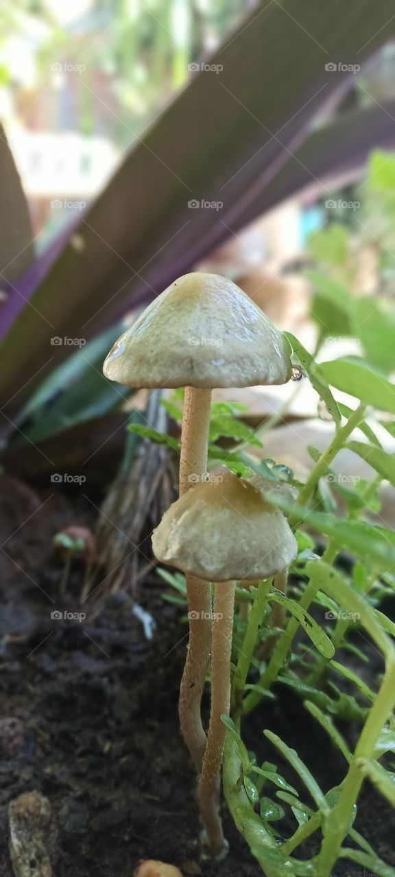 garden mushrooms