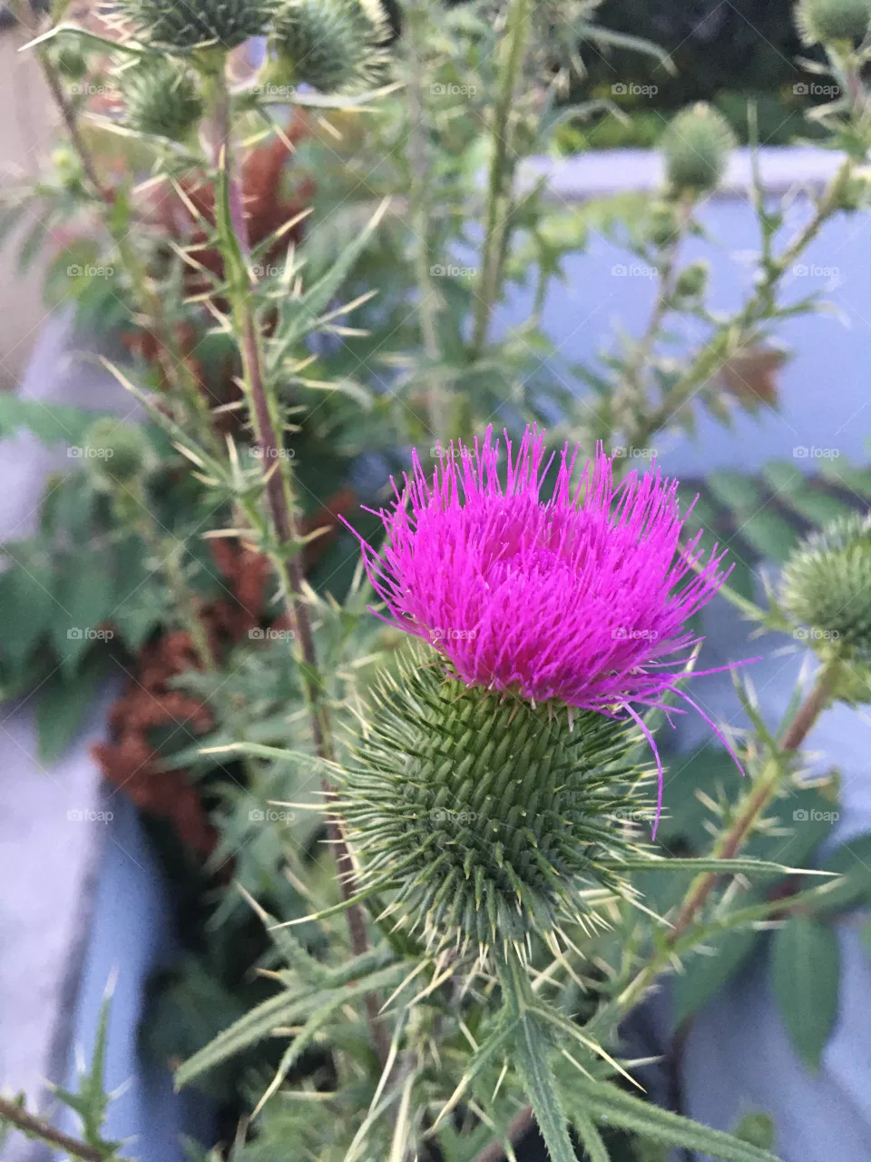 Bull thistle