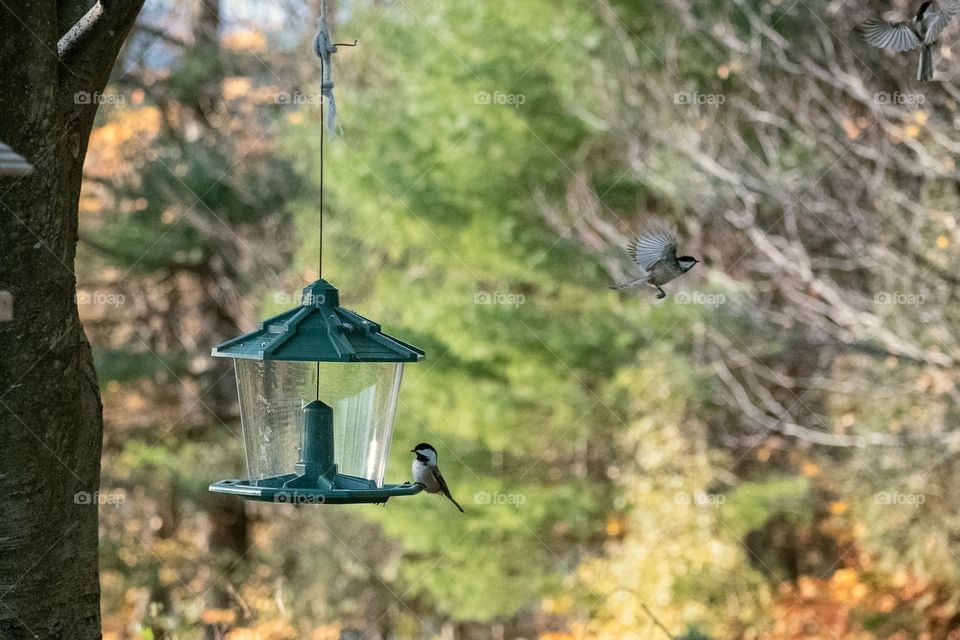 Freeze frame of flying birds in fall/autumn on sunny day feeding from a bird feeder. This photo is NOT a composite. 