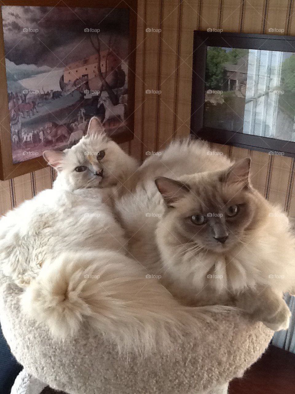 Ragdoll cats friends