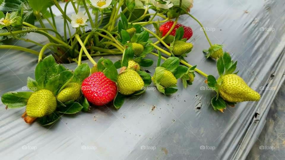Strawberries 🍓🍓🍓😍