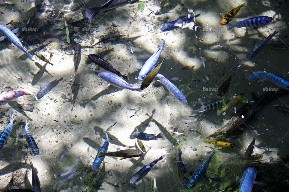 Blue fish in clean water 