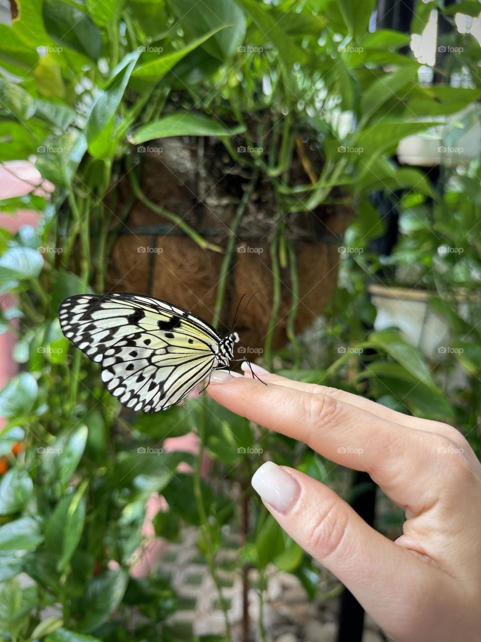 Black and white butterfly Idea leuconoe in Dubai Butterfly Garden