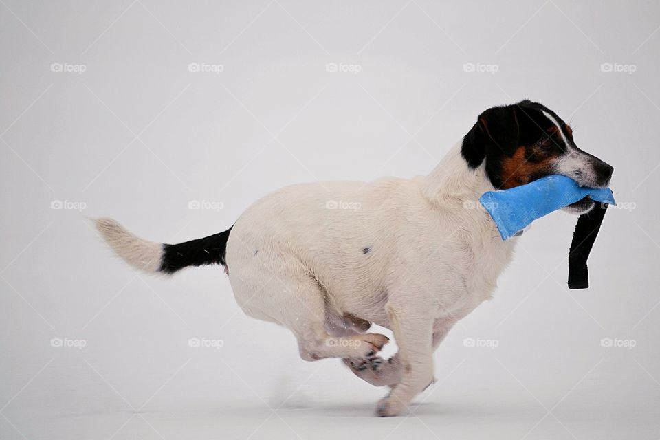 Running dog in the snow with a toy