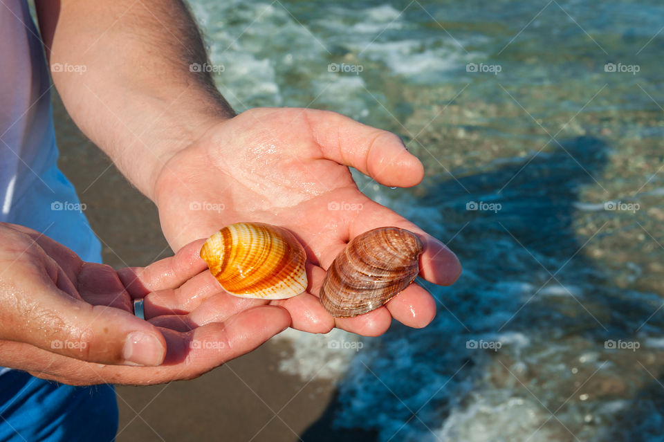 Sea shells found on the beach. Wet hands holding two sea shells.