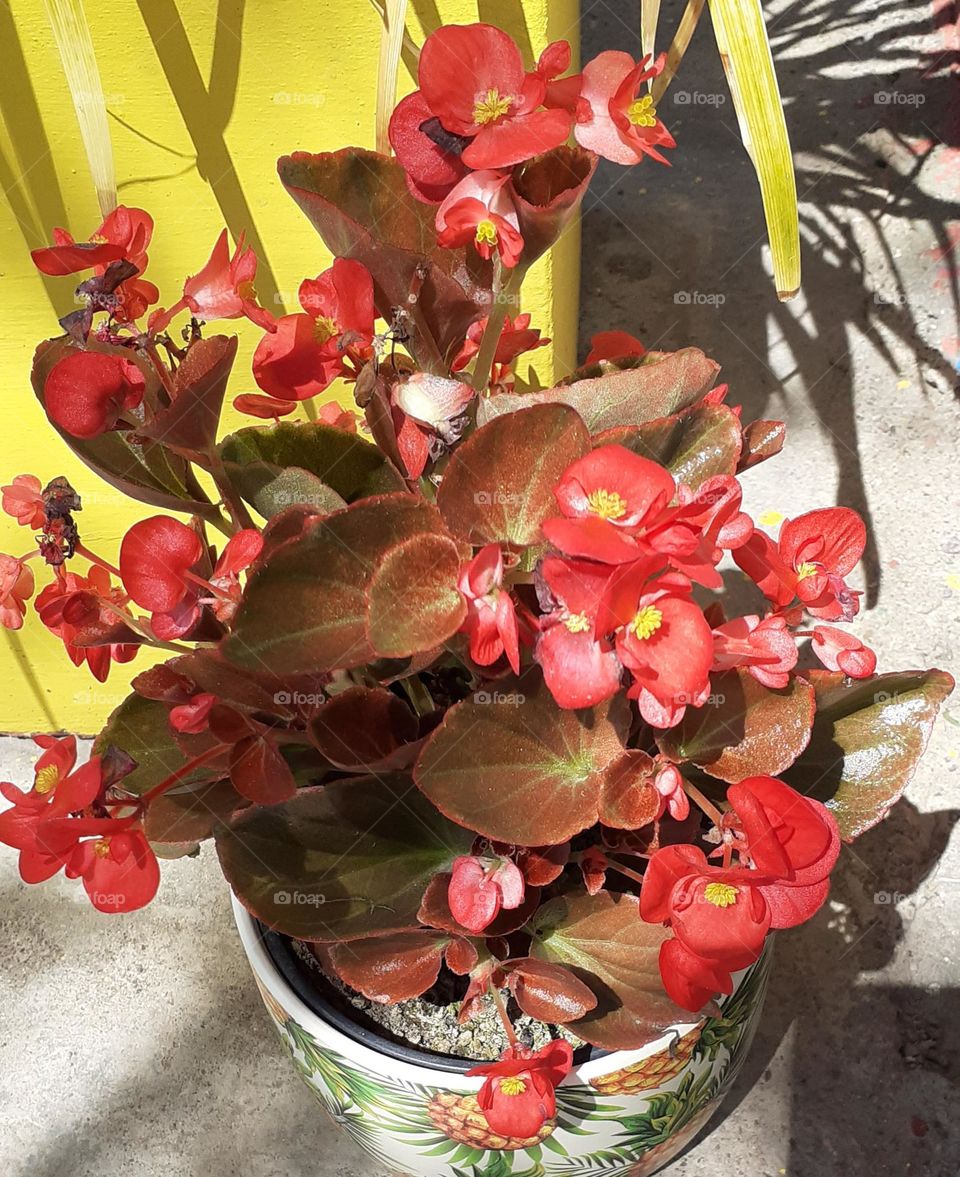 una hermosa planta de florcitas alegres en maceta