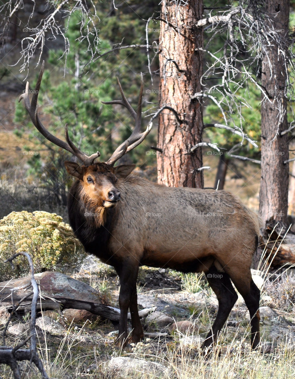 Elk