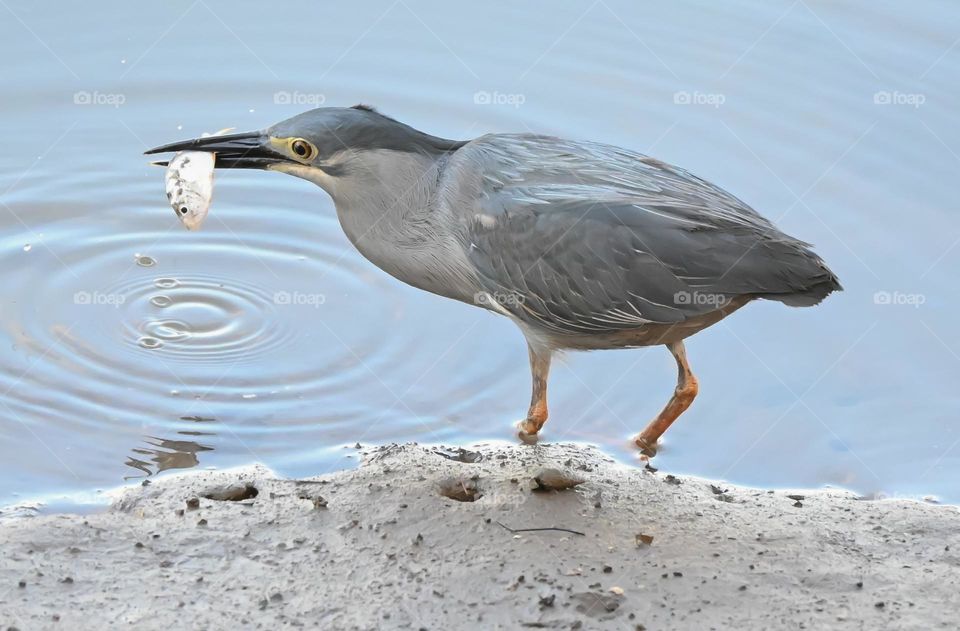 Nicobar Little Heron
