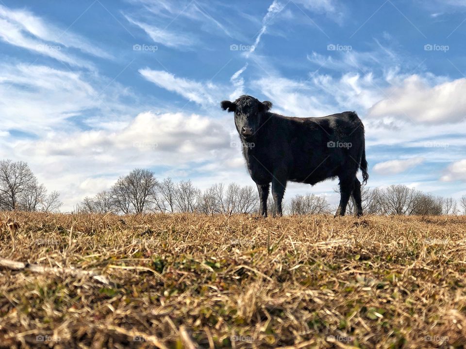 Black calf in a field