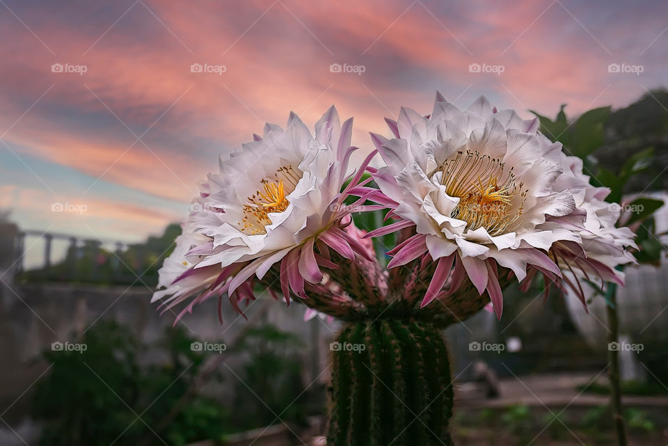The flowers of the captus