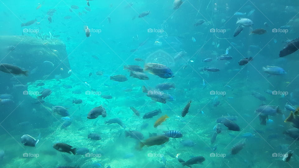 A plethora of colored fish swim the day away at Animal Kingdom at the Walt Disney World Resort in Orlando, Florida.