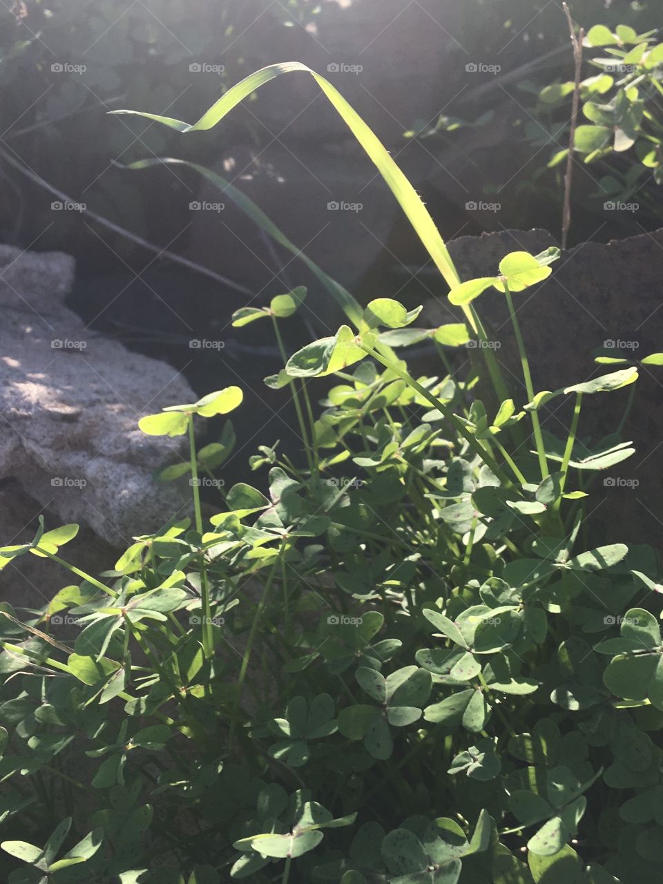 Sun on new fresh grass