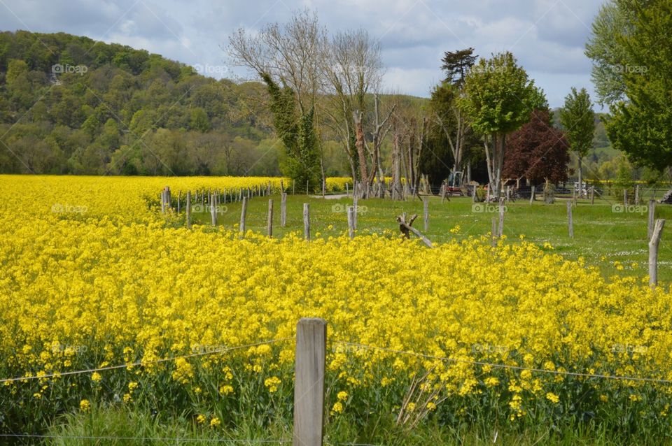 France's Canola Fields