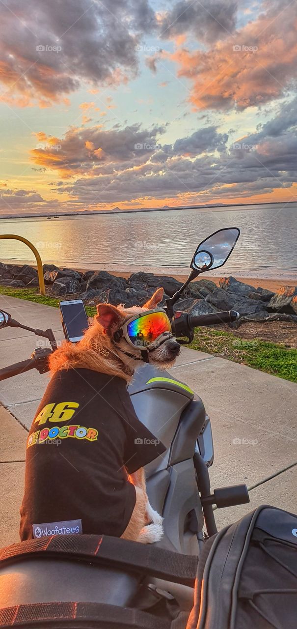 The Dogtor on motorcycle
