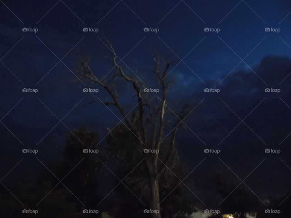 night photo. This is a picture I took at night of a old tree.