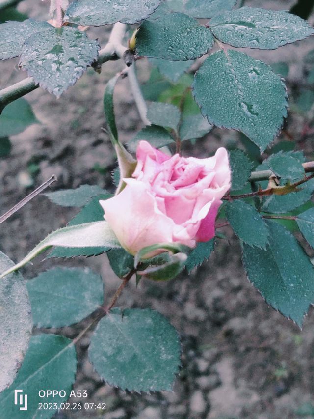 pink rose