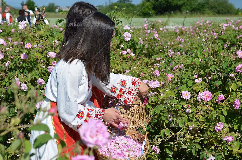 Bulgaria, Rose Picking