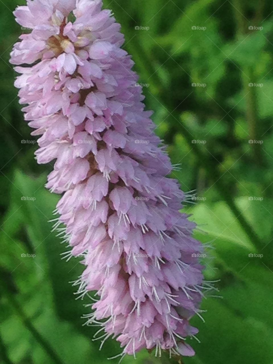 Pink flower