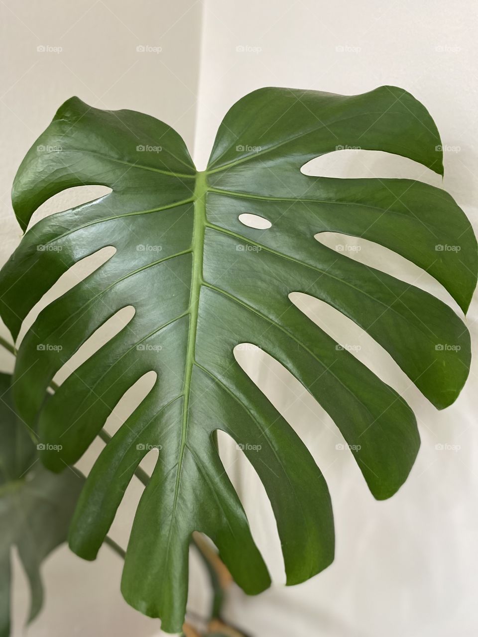 Giant green monstera plant leave 