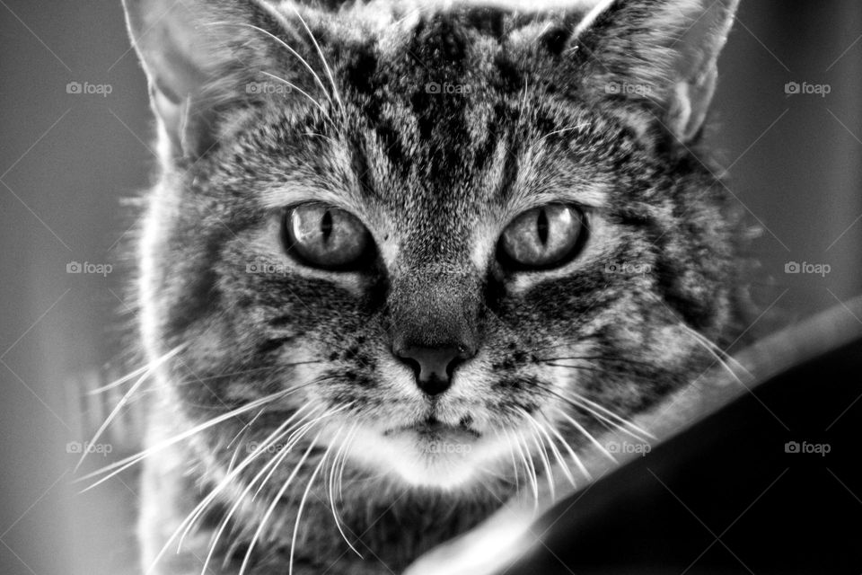 Portrait of a tabby cat looking at the camera
