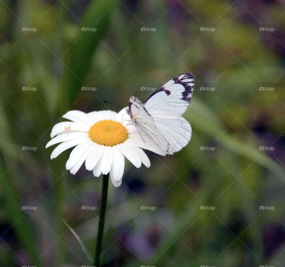nature flower butterfly insect by dbeck03