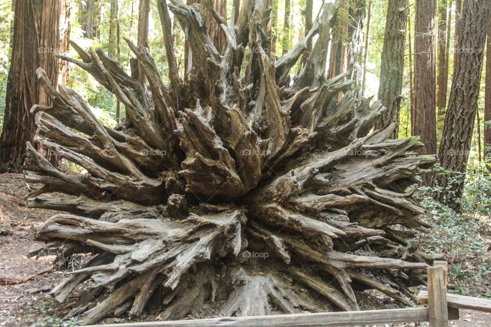 Redwood Roots