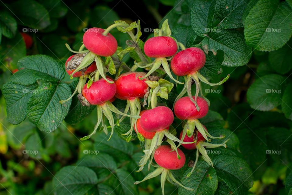 Rosehip berries