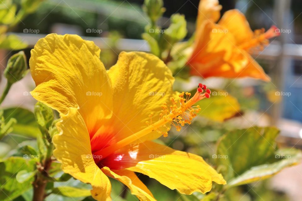 Close-up of yellow hibiscus