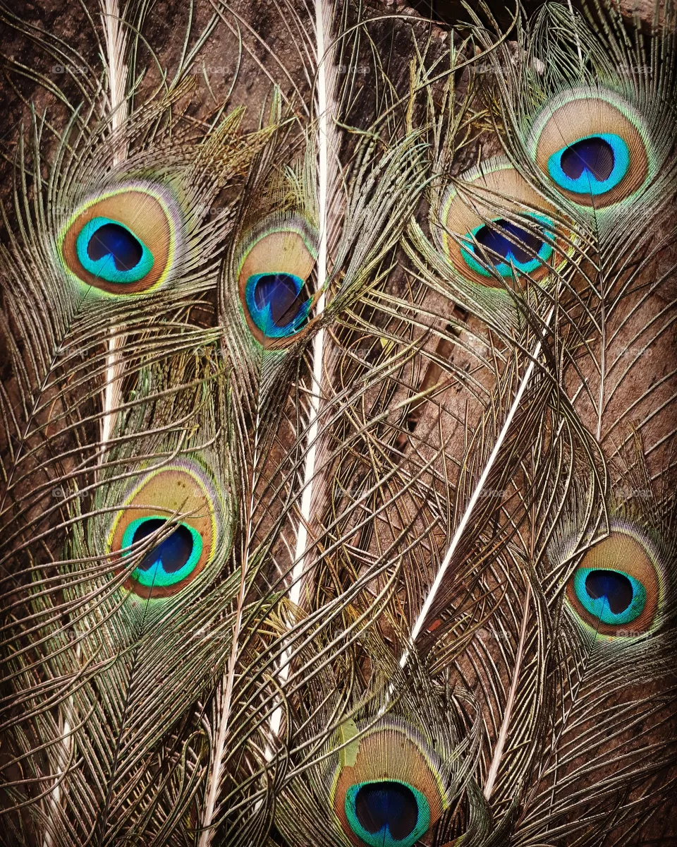 birds