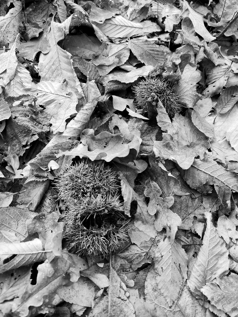 Wood, forest, nature