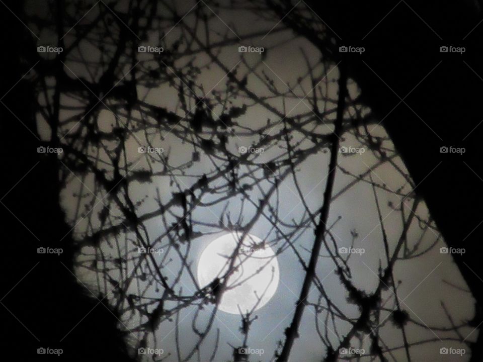 full moon in web of branches