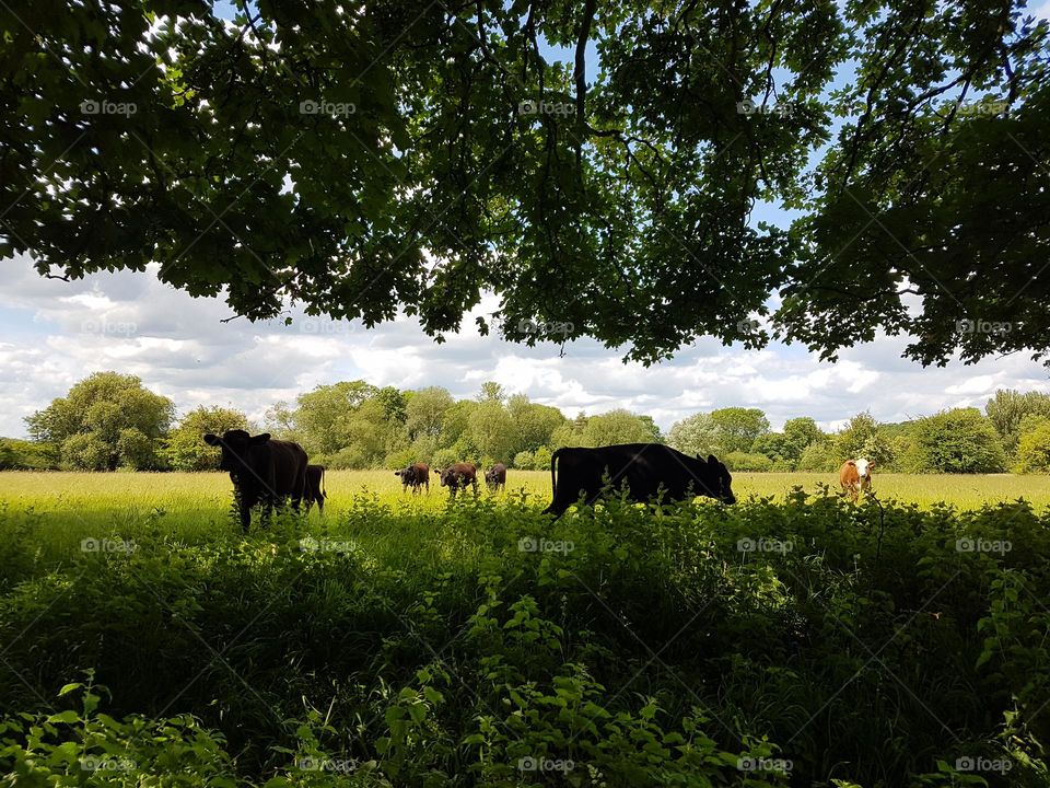 Countryside