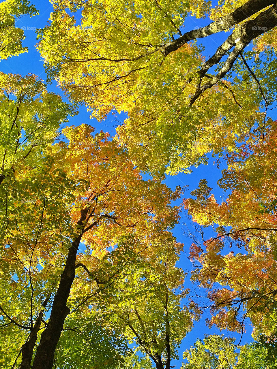 Low angle view of tree