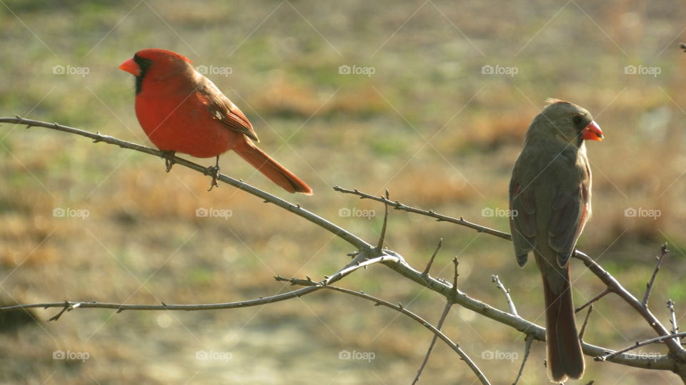 Male Cardinal and female Cardinal