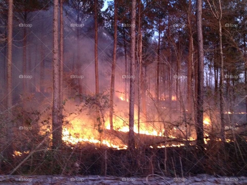 Forest fire