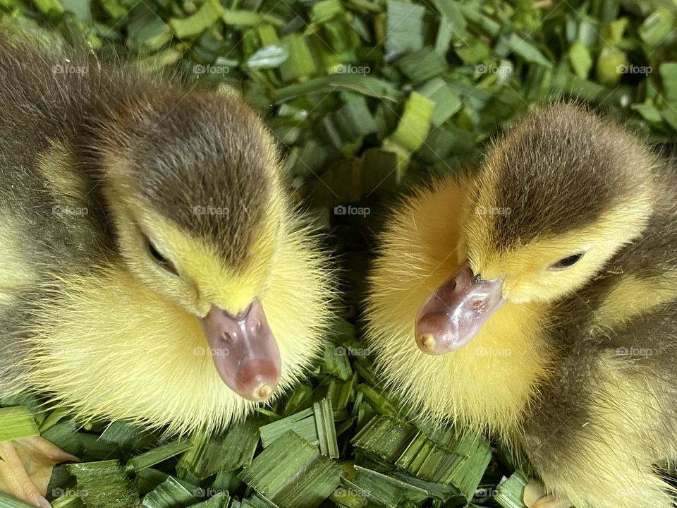 Ducks