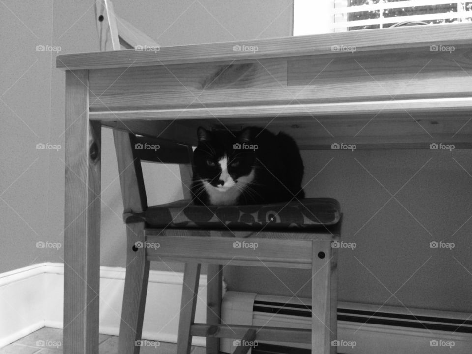 Cat, One, Furniture, Portrait, Indoors