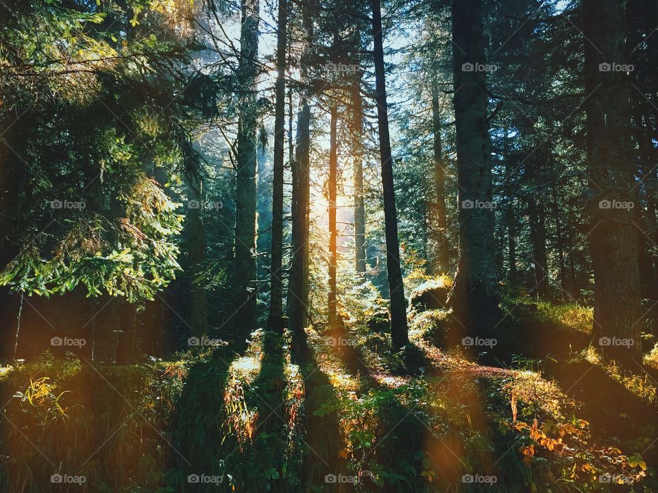 Sunlight pass through the tree