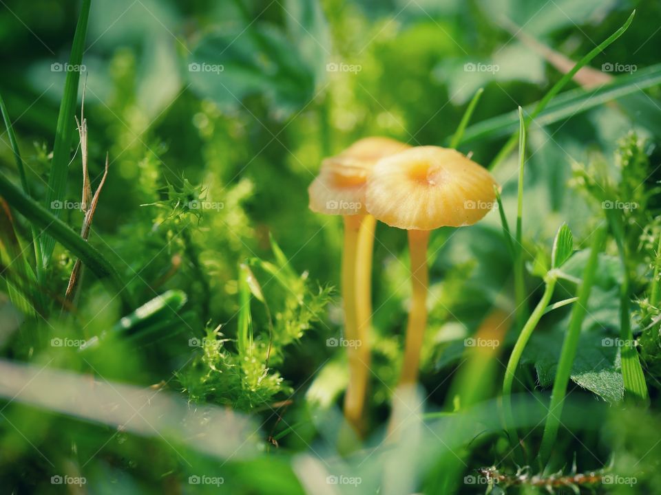 Close up of tiny mushrooms