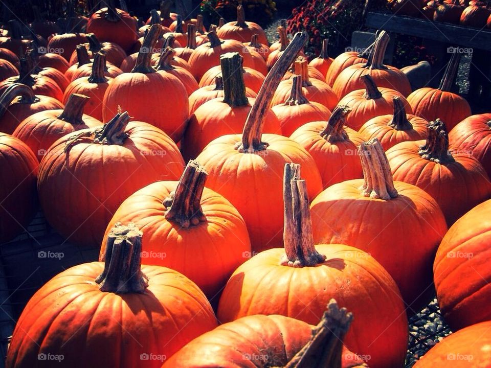 Pumpkin, halloween