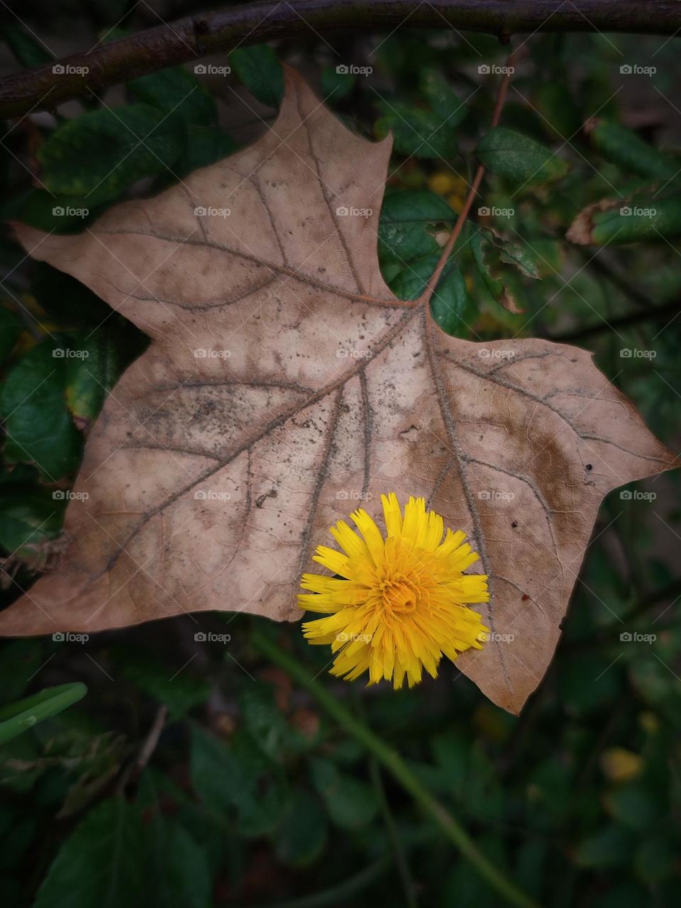 Yellow dandelion