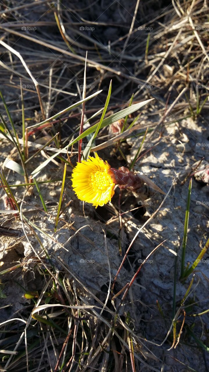 Coltsfoot . First coltsfoot 2015