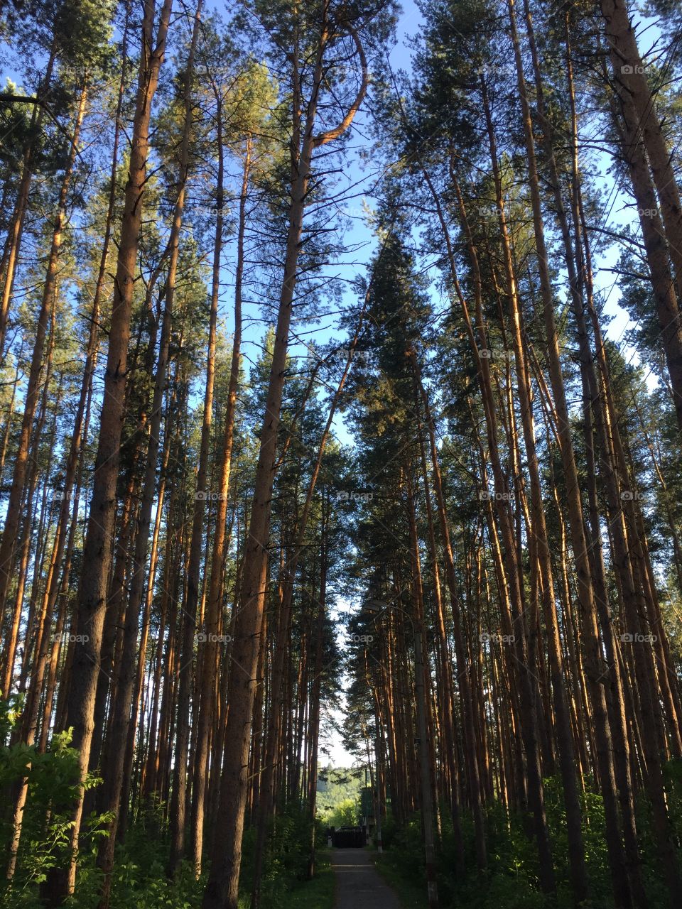 Pine forest