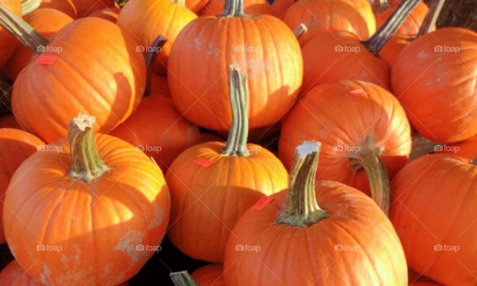 Pie Pumpkins 