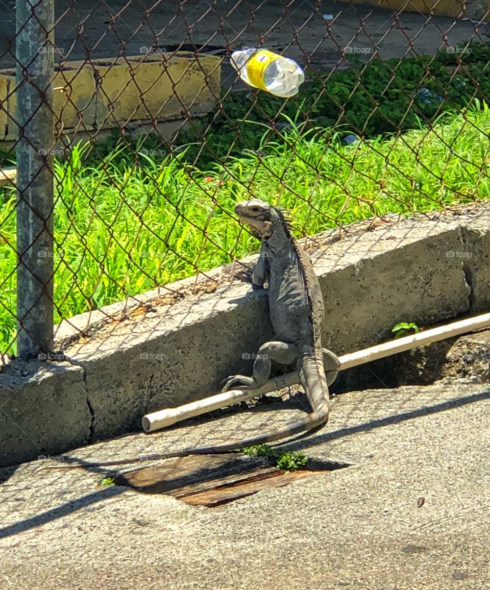 Iguana at fence