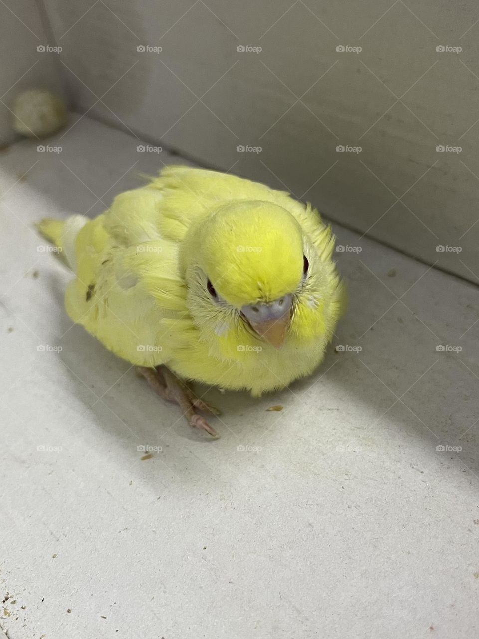 Newly born yellow budgie trying to walk.. 