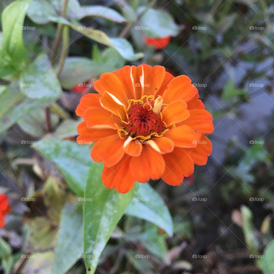 Small Orange Zinnia